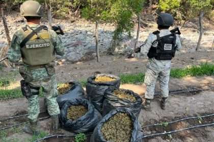 Personal de la Sedena-GN aseguran 78 kilos de marihuana en Michoacán